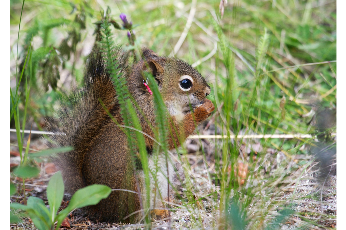 Juvenile red squirrel eating something! This pup is about 2.5 months old.