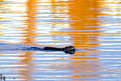 Grebe